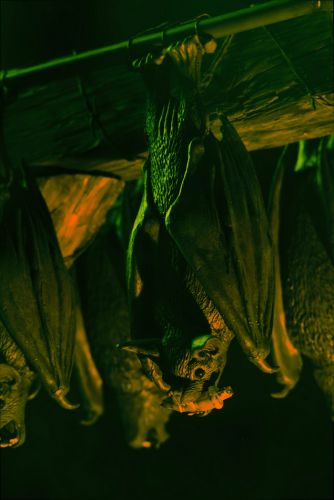 2.Krampusshow in Fußach (92)